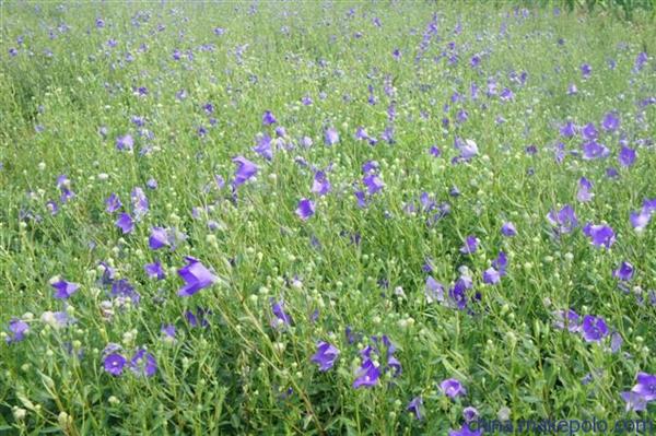 山東醫(yī)藥技師學院中學藥經營專業(yè)怎么樣？