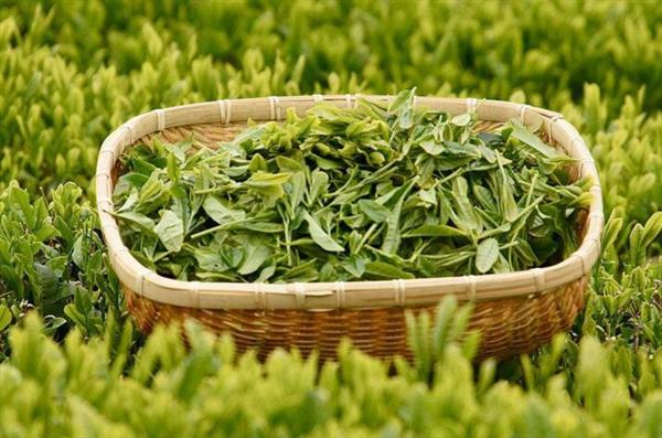 想做評(píng)茶師？那你應(yīng)該來(lái)石家莊聞達(dá)職業(yè)技能培訓(xùn)學(xué)校學(xué)學(xué)了